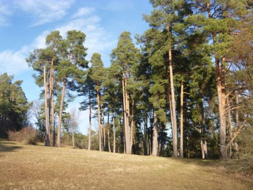 Landgraben, Büchelberg